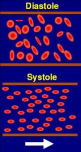 orientation-systole-diastole